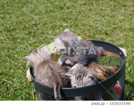 可愛い子猫たちと公園で遊ぶ 可愛い子猫たちと公園で遊ぶ 103035596