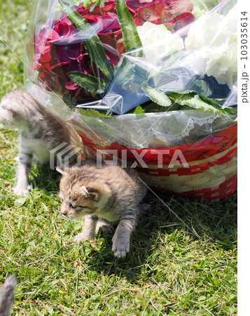 可愛い子猫たちと公園で遊ぶ 可愛い子猫たちと公園で遊ぶ 103035614