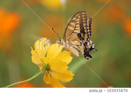 花から花へアゲハチョウが蜜を求めて飛び回るー七 103035670