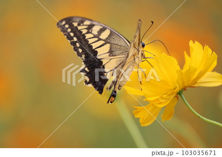 花から花へアゲハチョウが蜜を求めて飛び回るー六 103035671