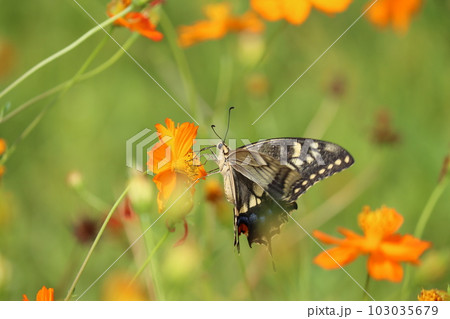 花から花へアゲハチョウが蜜を求めて飛び回る 103035679