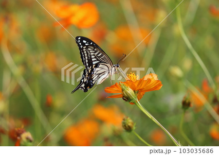 花蜜を求めて優雅に舞い飛ぶアゲハチョウー四 花蜜を求めて優雅に舞い飛ぶアゲハチョウー四 103035686