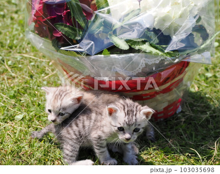 可愛い子猫が公園で遊ぶ 可愛い子猫が公園で遊ぶ 103035698