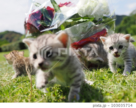 可愛い子猫が公園で遊ぶ 103035714