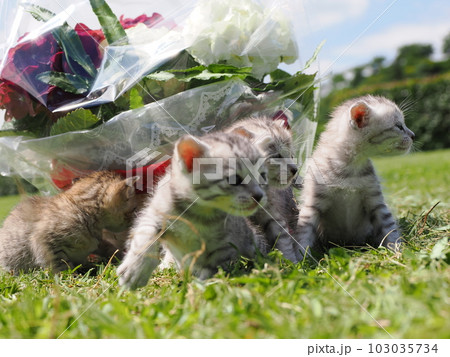 可愛い子猫が公園で遊ぶ 103035734
