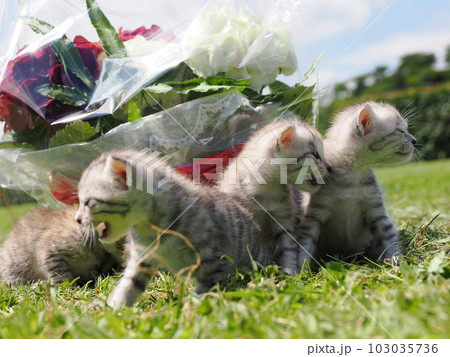 可愛い子猫が公園で遊ぶ 103035736