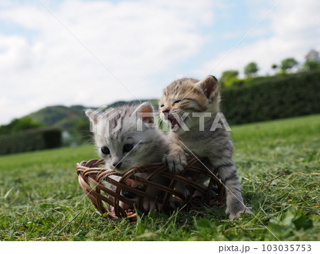 可愛い子猫が公園で遊ぶ 可愛い子猫が公園で遊ぶ 103035753