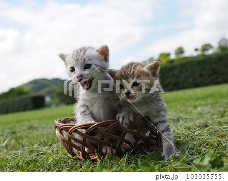 可愛い子猫が公園で遊ぶ 103035755