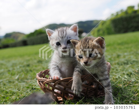 可愛い子猫が公園で遊ぶ 103035761
