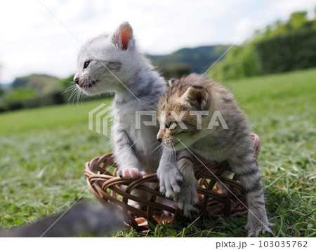可愛い子猫が公園で遊ぶ 103035762