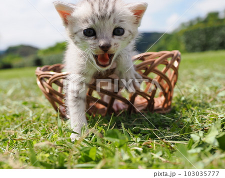 可愛い子猫が公園で遊ぶ 103035777