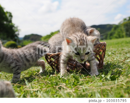可愛い子猫が公園で遊ぶ 103035795