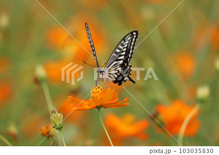 キバナコスモス畑で花蜜を吸うアゲハ蝶ー参 キバナコスモス畑で花蜜を吸うアゲハ蝶ー参 103035830