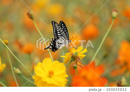 キバナコスモス畑で花蜜を吸うアゲハ蝶ー壱 103035832