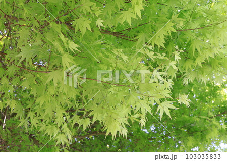新緑 新緑 103035833