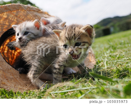 可愛い子猫が公園で遊ぶ 103035973