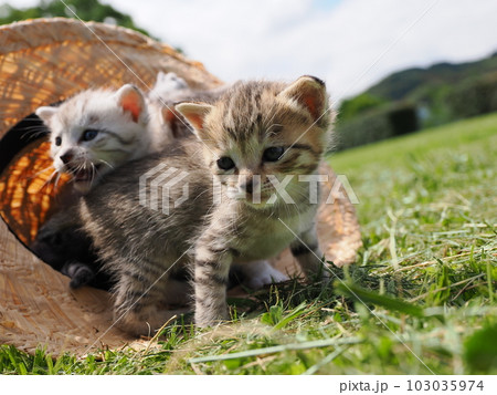 可愛い子猫が公園で遊ぶ 可愛い子猫が公園で遊ぶ 103035974