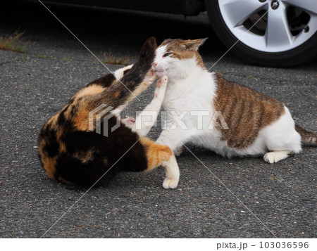 桜猫になった猫家族が公園で遊ぶ 103036596