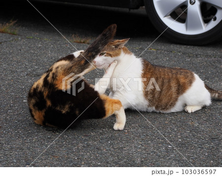 桜猫になった猫家族が公園で遊ぶ 桜猫になった猫家族が公園で遊ぶ 103036597