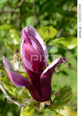 早春に咲く鮮やかな紫や濃いピンクの花 モクレン 早春に咲く鮮やかな紫や濃いピンクの花 モクレン 103037344