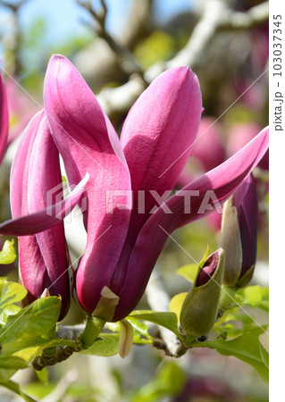 早春に咲く鮮やかな紫や濃いピンクの花　モクレン 103037345