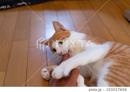 手を噛む猫 茶トラ白 手を噛む猫 茶トラ白 103037608