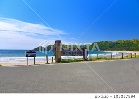 伊豆半島・南伊豆・防潮堤から白砂青松と海岸線が美しい弓ヶ浜、海水浴場の表示・静岡県南伊豆町(1) 103037994