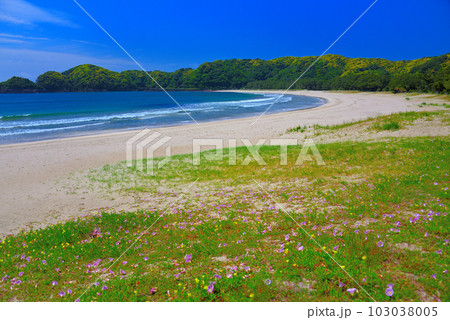伊豆半島・南伊豆・光り輝く弓ヶ浜、白い砂浜と透明な海が作る美しい海岸の風景・静岡県南伊豆町(2) 103038005