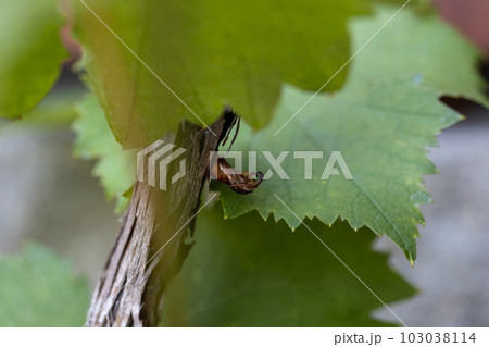 害虫にやられて枯れてしまった葡萄の木の幹と害虫の抜殻 害虫にやられて枯れてしまった葡萄の木の幹と害虫の抜殻 103038114