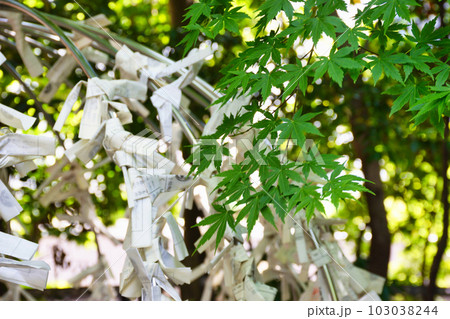 乃木神社 青モミジとおみくじ掛け（東京都港区赤坂） 103038244