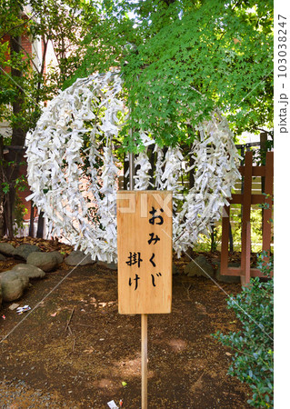 乃木神社 青モミジとおみくじ掛け（東京都港区赤坂） 103038247