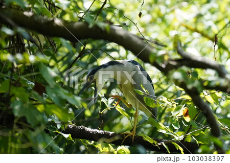 野鳥の威嚇 103038397