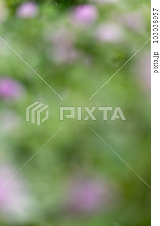 春の植物（アカツメクサ）のぼかした背景 103038957