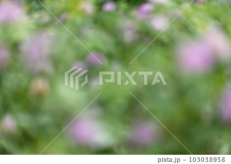 春の植物(アカツメクサ)のぼかした背景 春の植物(アカツメクサ)のぼかした背景 103038958