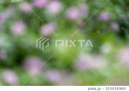 春の植物（アカツメクサ）のぼかした背景 103038960