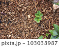 Young offshoot of a strawberry on a sawdust bedding 103038987