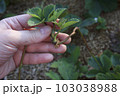 Strawberry. Young offshoot of a berry bush in a hand of a farmer 103038988