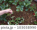 Strawberry. Offshoot of a plant in a hand of a farmer 103038990