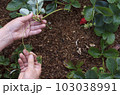 Young shoots of strawberries in the hands of the gardener 103038991