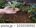 Young shoot of strawberries in the hand of the farmer 103038992