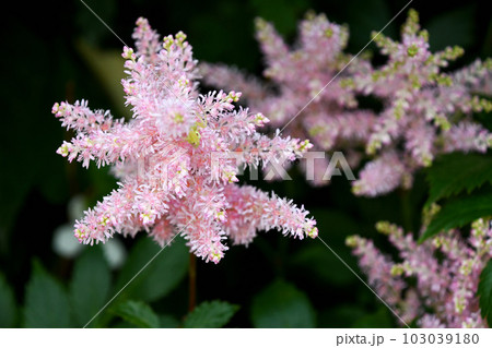 アスチルベ（泡盛草） 103039180