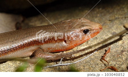 ニホントカゲ ニホントカゲ 103040852