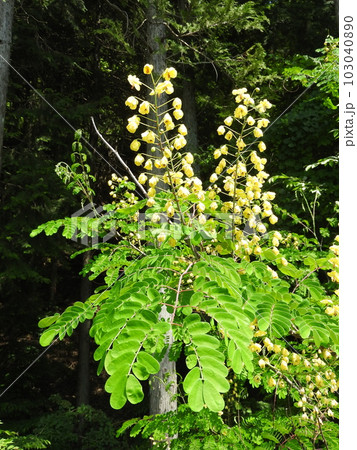 河原に咲くつる性の落葉低木「ジャケツイバラ」の花 103040890