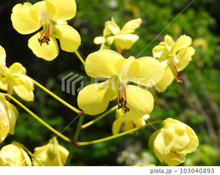 河原に咲くつる性の落葉低木「ジャケツイバラ」の花 河原に咲くつる性の落葉低木「ジャケツイバラ」の花 103040893