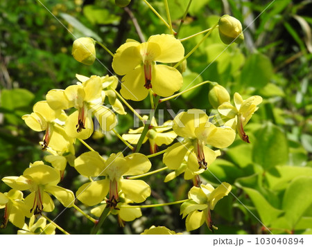 河原に咲くつる性の落葉低木「ジャケツイバラ」の花 103040894