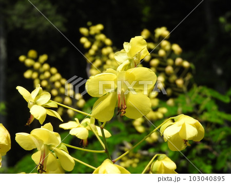 河原に咲くつる性の落葉低木「ジャケツイバラ」の花 103040895