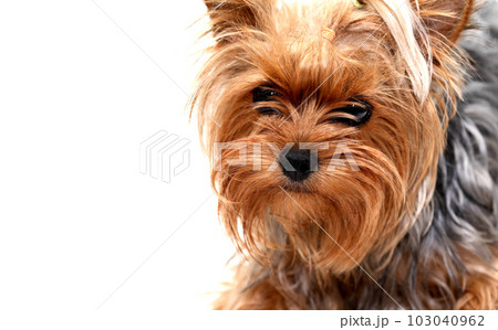 Funny Small Puppy Funny Small Puppy 103040962