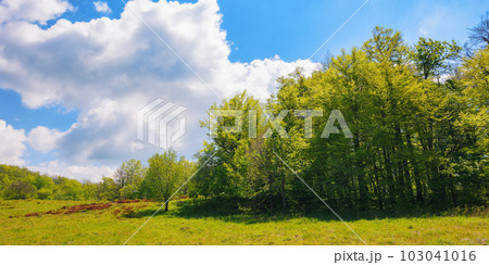 nature scenery with forested hills. meadow among primeval beech forest in summer. ukrainian carpathian mountains nature scenery with forested hills. meadow among primeval beech forest in summer. ukrainian carpathian mountains 103041016