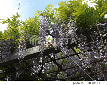 満開の稲毛海浜公園の藤の花 103041155