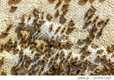 Abstract hexagon structure is honeycomb from bee hive filled Abstract hexagon structure is honeycomb from bee hive filled 103041299